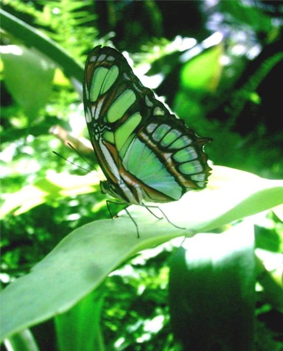 a green and white erfly sitting on top of a plant