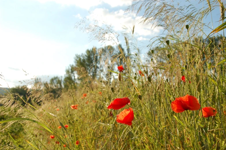 the poppys are growing in the high grass near the tree