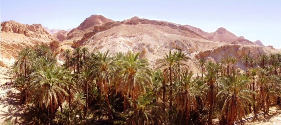 a picture of a palm tree lined road