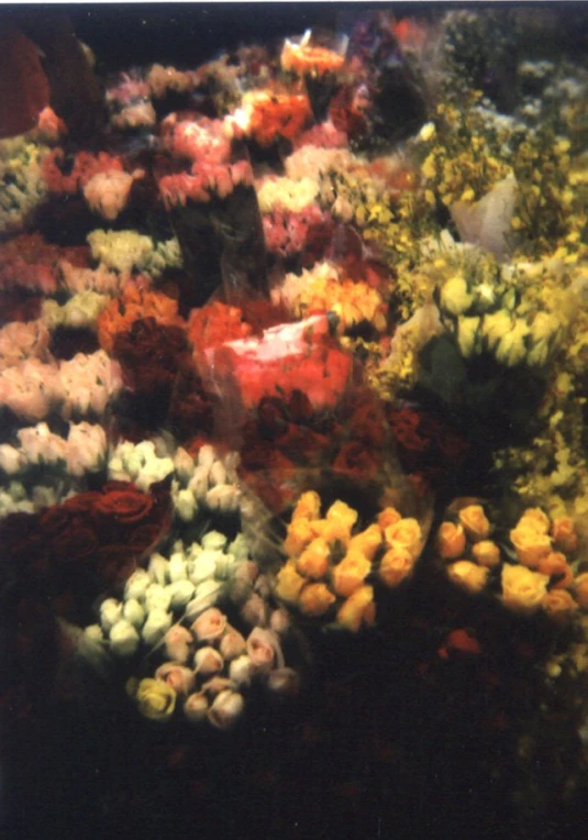 the large variety of flowers are arranged near each other