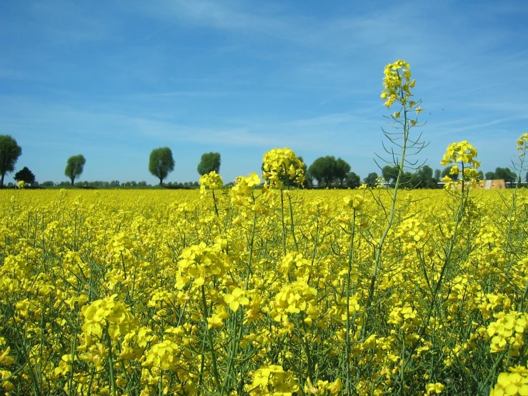 large, yellow flowers are growing in a field