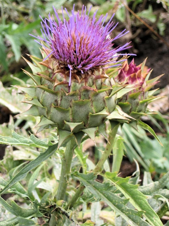 purple flower growing in a field with green leaves