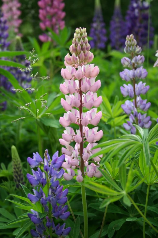 colorful flower plants are blooming in a garden