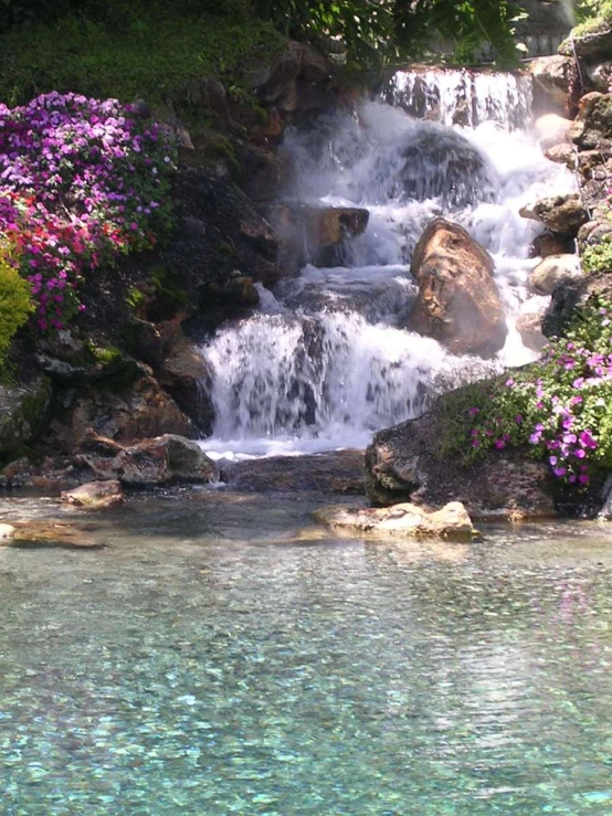 a waterfall near some small flowers in the woods