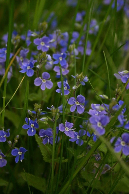 the flowers on the grass are blue in color