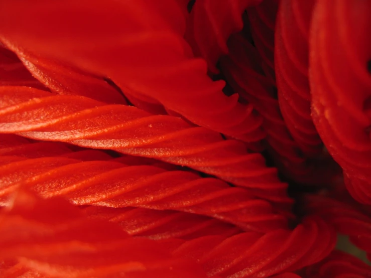 a close up of a red flower with water droplets