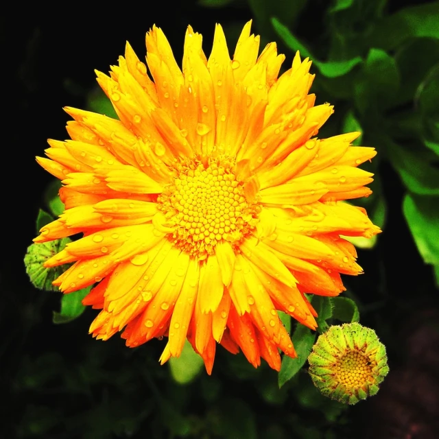 a closeup s of a very bright yellow flower