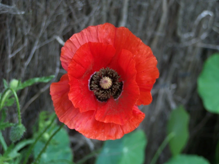 a bright red flower with leaves on the ground