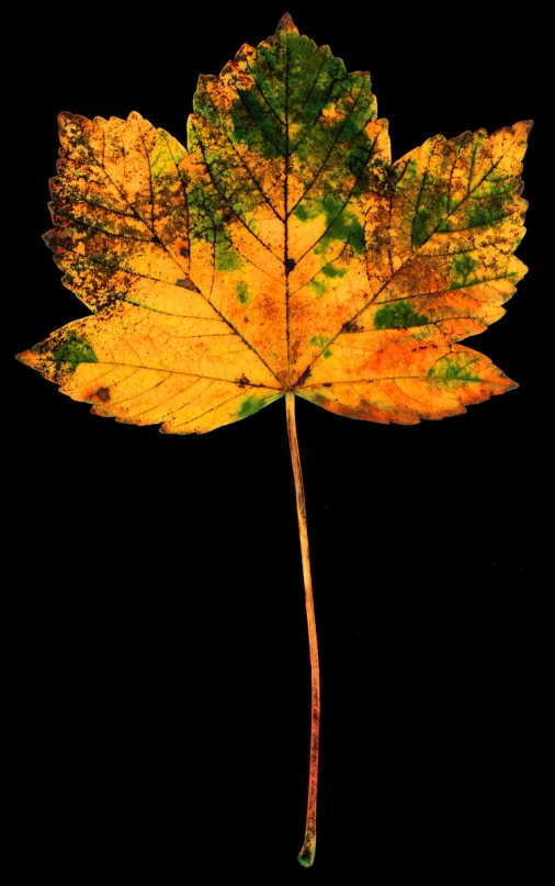 a yellow leaf against a black background