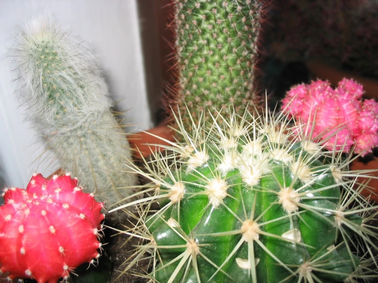 different types of cactus in pots on a table