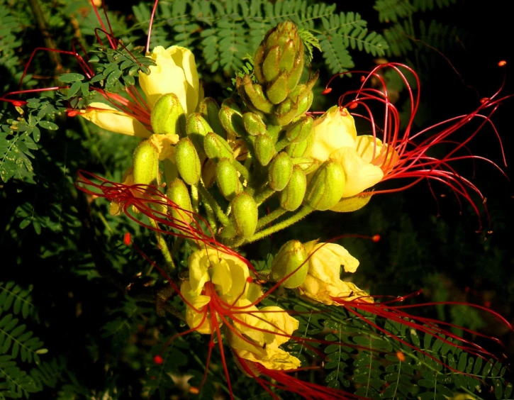 some bright flowers and green leaves are in the wild