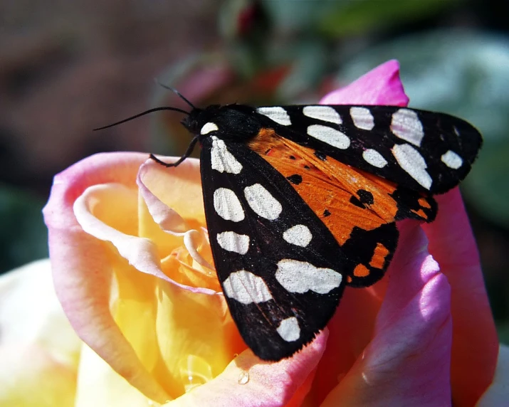 an orange black and white erfly on a pink rose