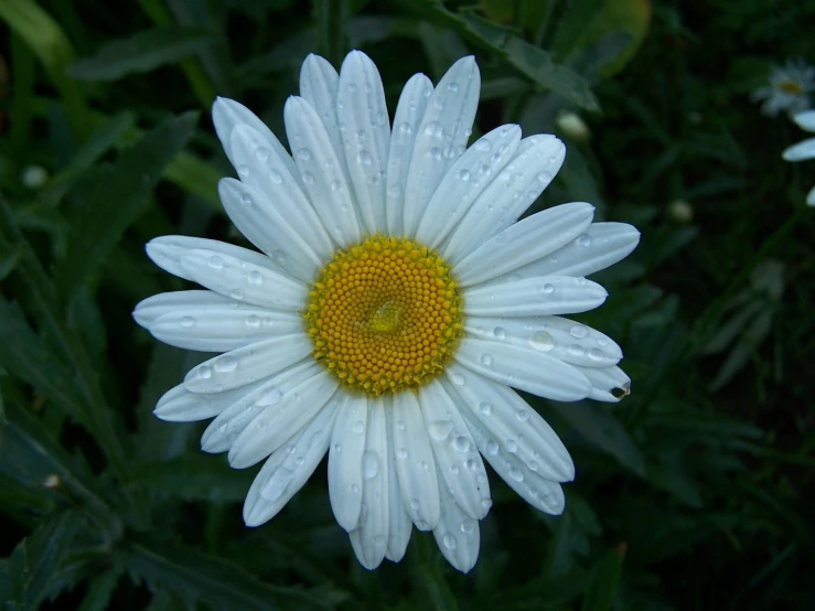 a white flower with yellow center sitting in the grass