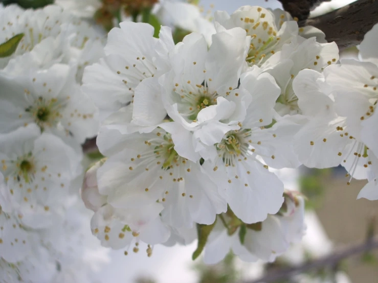 a blossomed apple tree is shown in full bloom