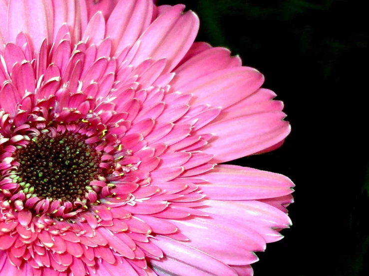 close up of pink flower with dark background