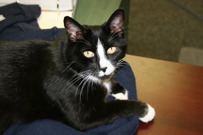 black and white cat sitting on a blue chair