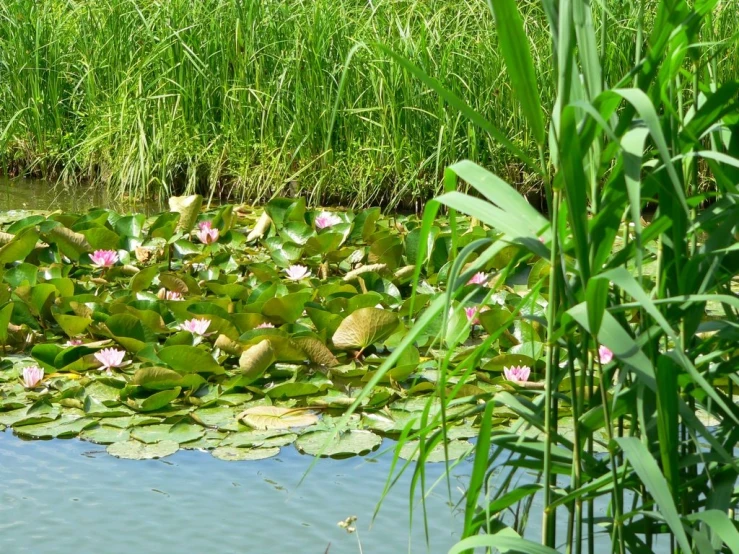 green and pink plants grow on a pond filled with water lillies