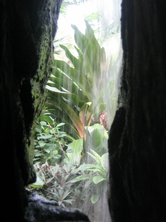 a lush green forest with a light streaming through the cave