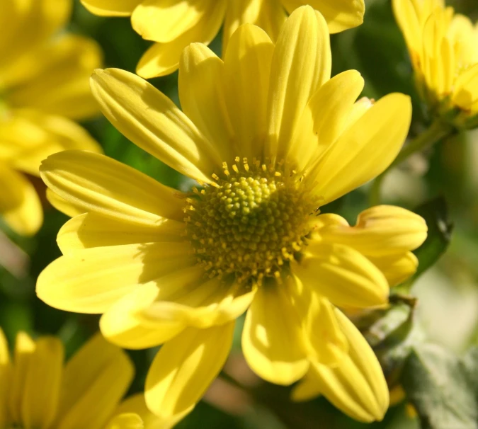 the yellow flowers are very blooming all over the plant