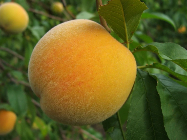 ripe peaches hanging from trees in an orchard