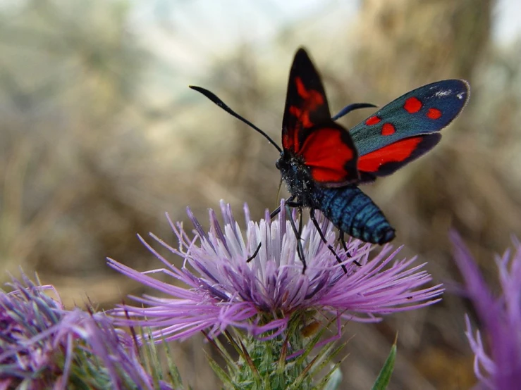 red and blue erflies sitting on a flower