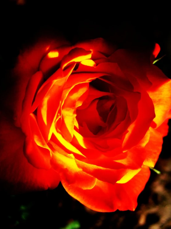 a red and yellow rose in black background