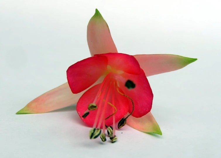 a flower on a white background with a bug crawling inside it