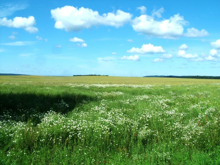 a lush green field of flowers and white daisies