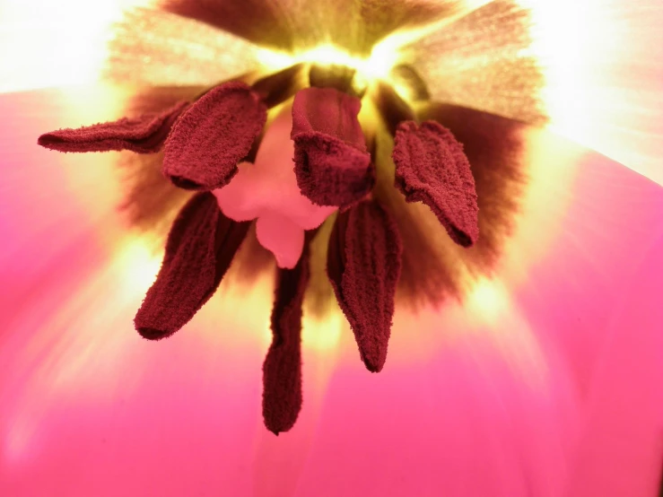 a pink flower that is in front of a blurry background