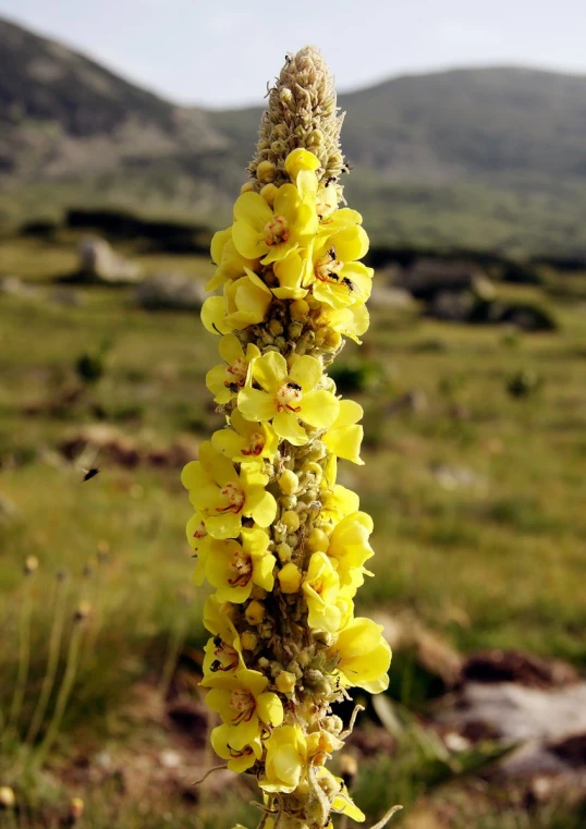 a single flower is on the stalk of an old wildflower