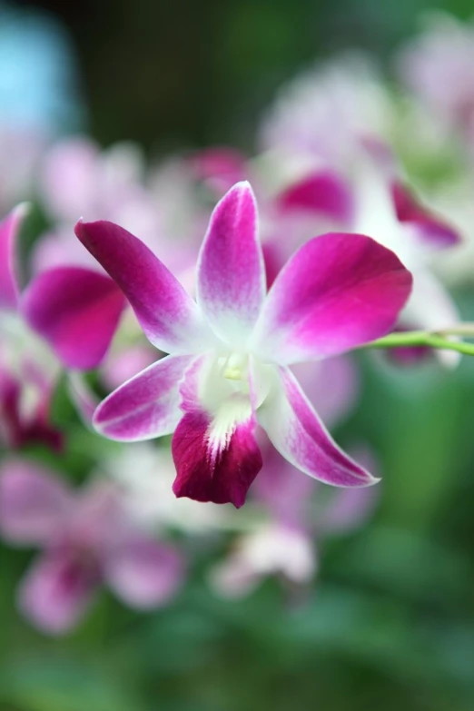 a flower is blooming in the middle of several purple and white flowers