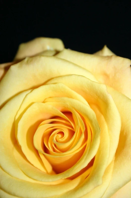 an extreme closeup view of a yellow rose