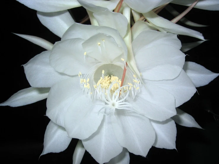 a white flower with green stems in it