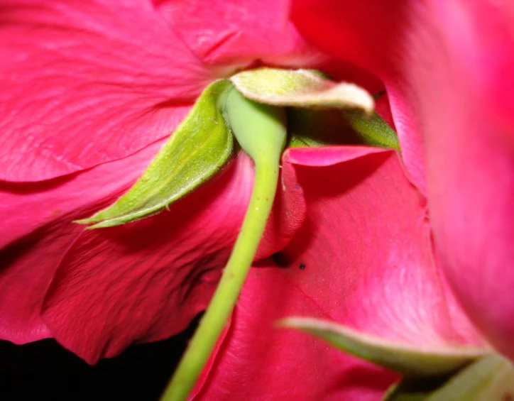 a green stem on the side of pink flowers