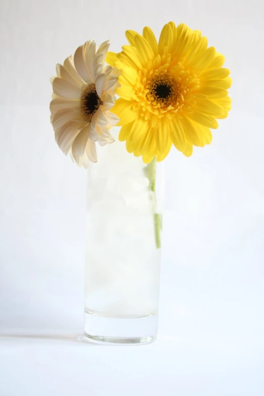 two flowers are sitting in a clear vase