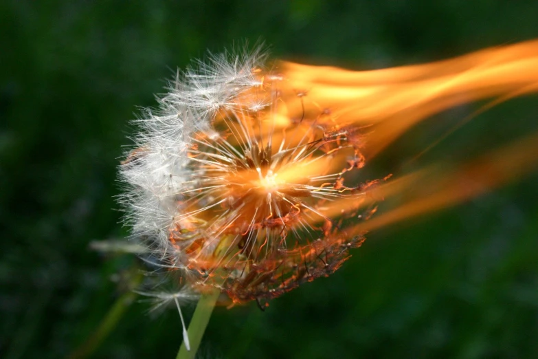 a blurry picture of a dandelion on grass