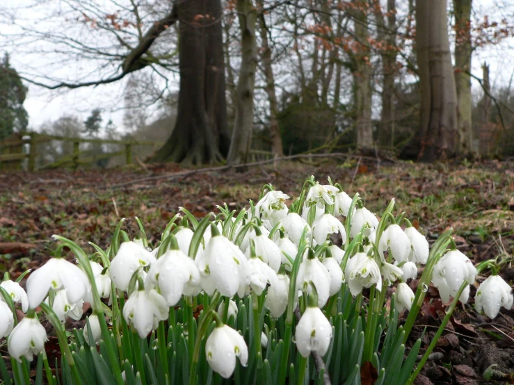 snowdrops grow beside the ground as a tree