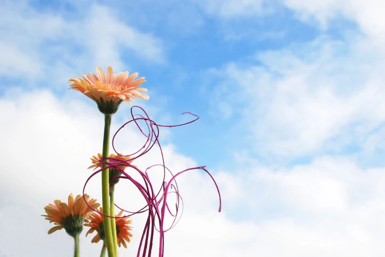 flowers on a stem against a blue sky and clouds