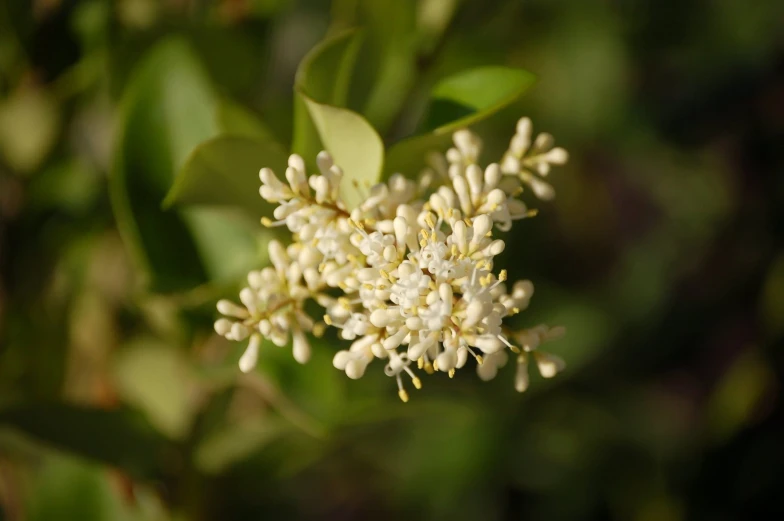 some white flowers with leaves in the background