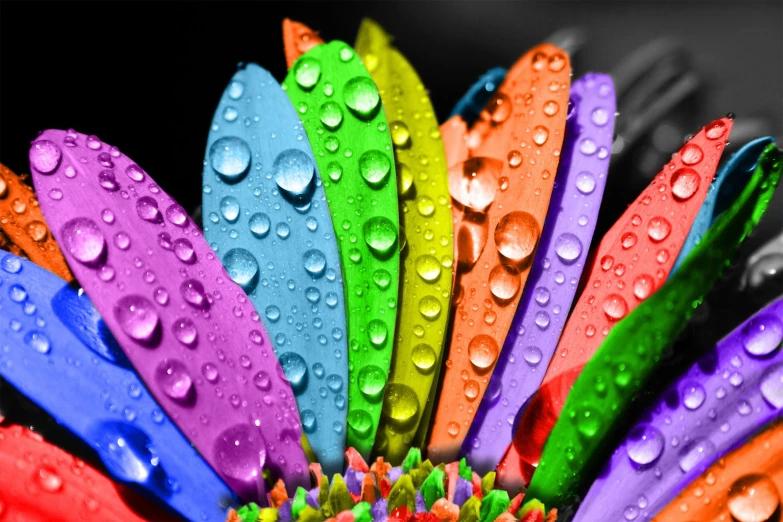 colorful flower with lots of water drops on it