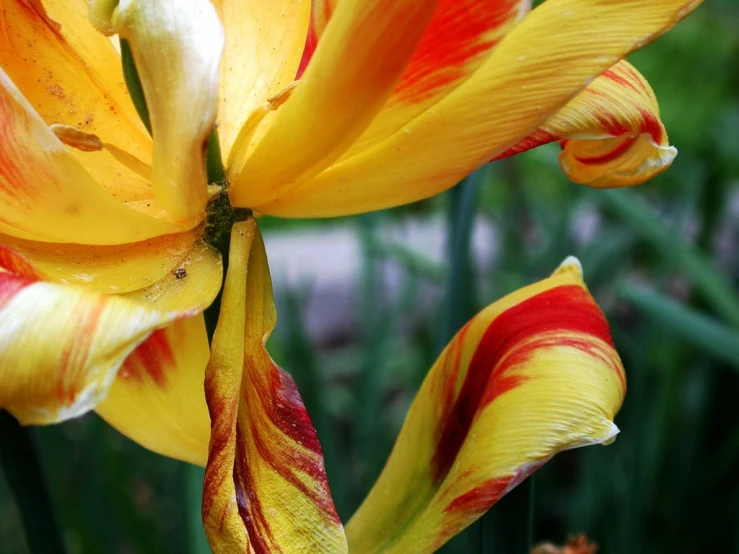 a red and yellow flower with two flowers in the background