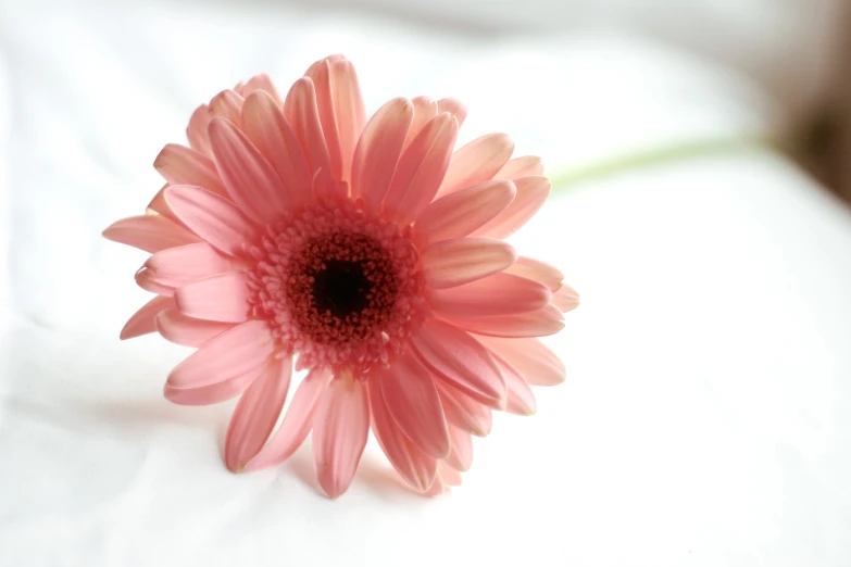 a close up of a pink flower on a white surface