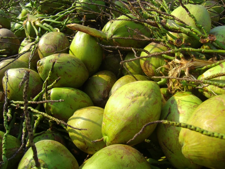 coconuts in a pile with the hunker still on