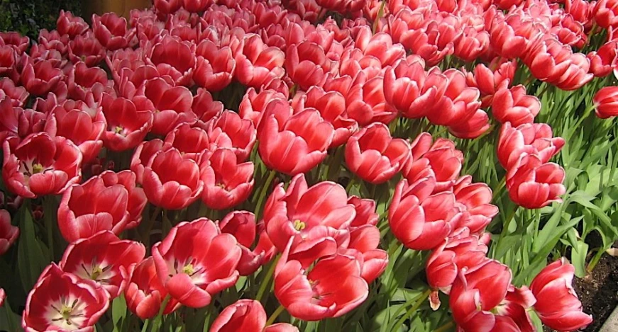a large bed of red tulips with green leaves