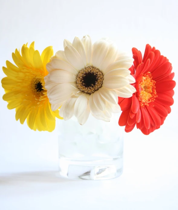 three different flowers sit in a vase with ice