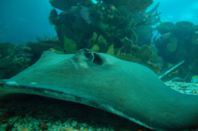 an animal is laying on the sand under water