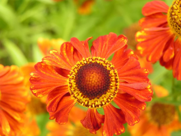 an orange and red flower in the middle of green plants