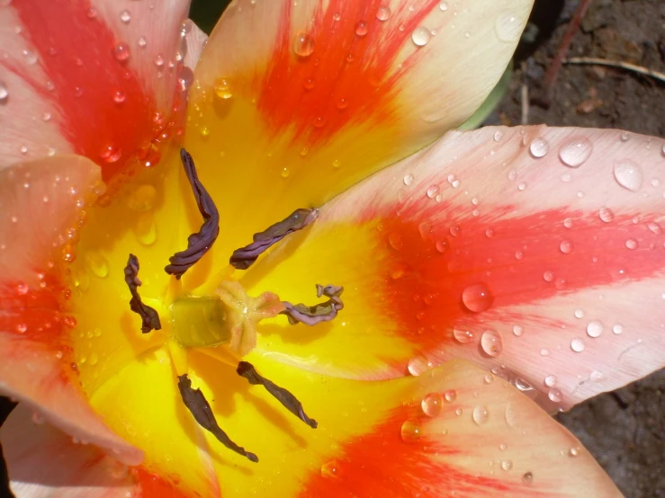 the petals and leaves of an orange, white and yellow tulip in water droplets