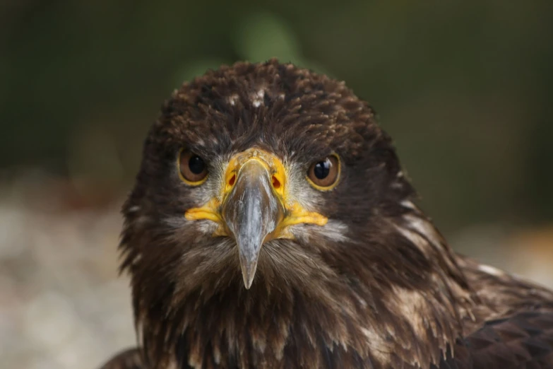 the bird has a yellow beak and a brown face