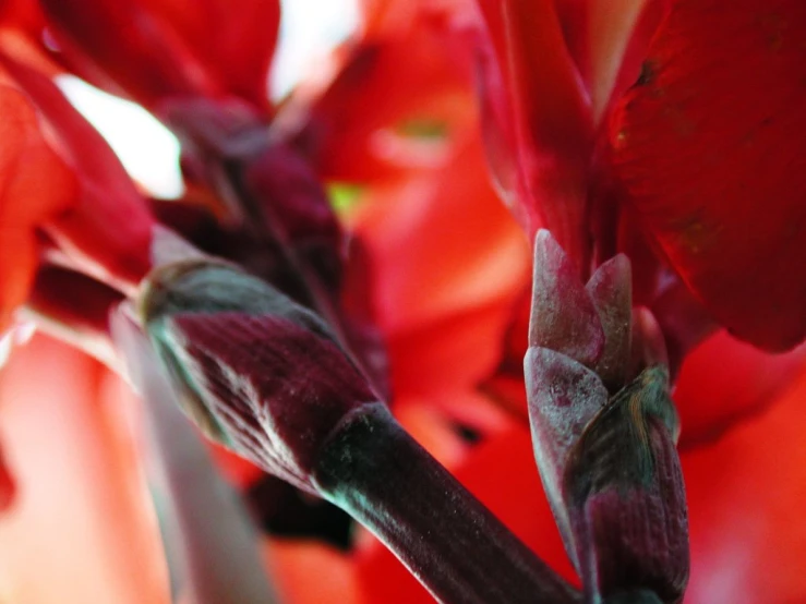 a close - up of a red flower with a thin green end